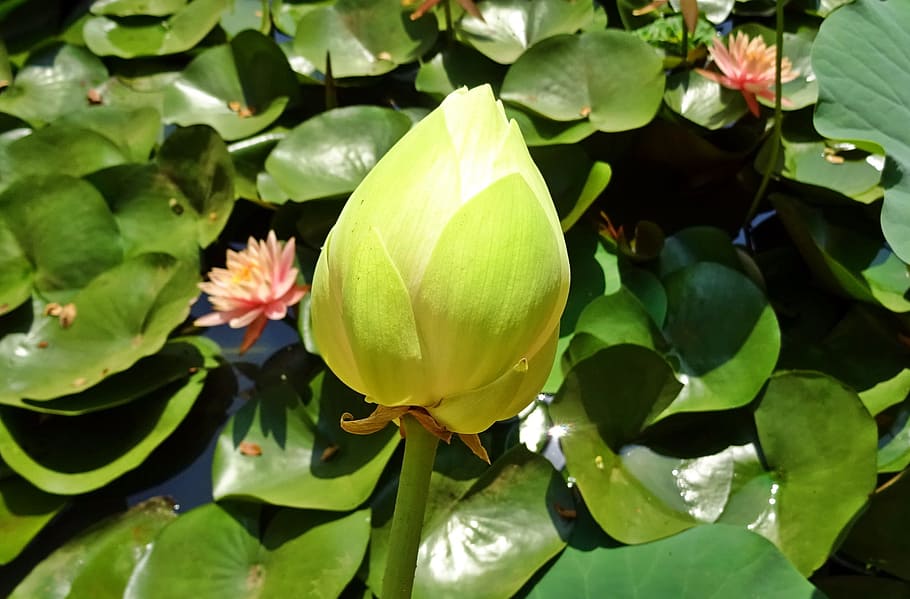 Lotus, White, Flower, bud, nelumbo nucifera, indian lotus, sacred lotus