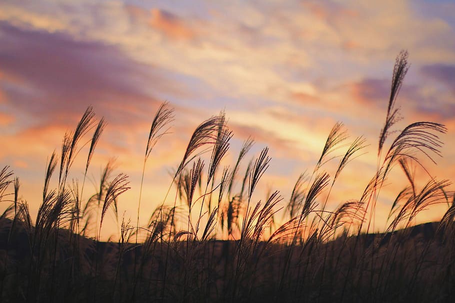 silhouette of grass field during golden hour, nature, sunset HD wallpaper