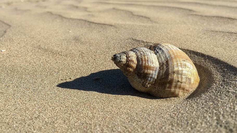 white seashell on white sand, beach, coast, spiral, coastline HD wallpaper