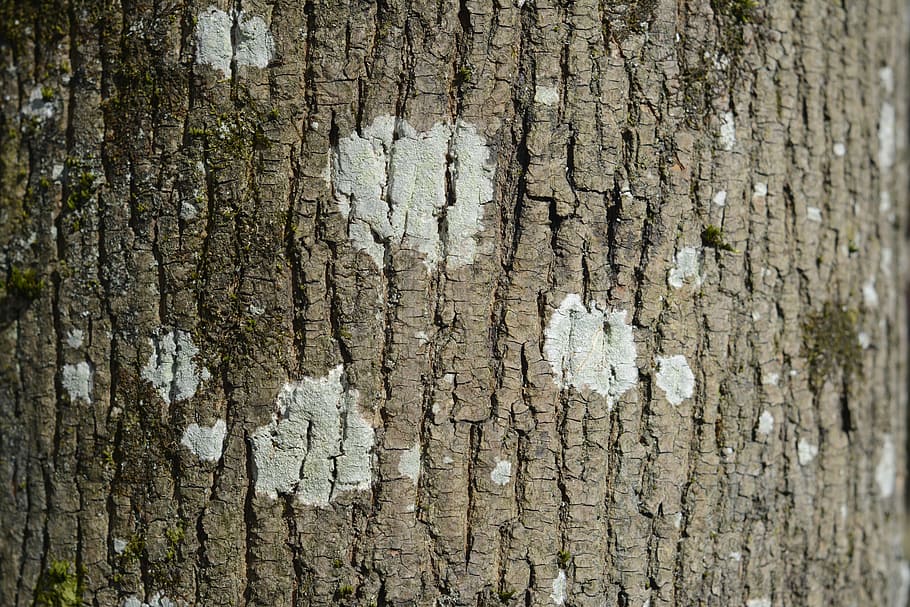 bark, trunk, trees, tree trunk, tree bark, nature, texture HD wallpaper