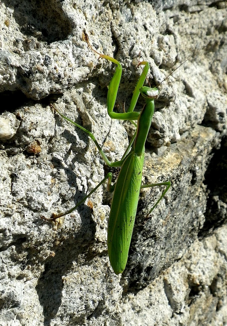 praying mantis, mantodea, close, green color, close-up, one animal HD wallpaper
