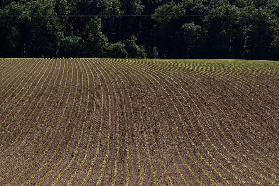 Landscape, Arable, Spring, Earth, green, frisch, series, graphically HD wallpaper