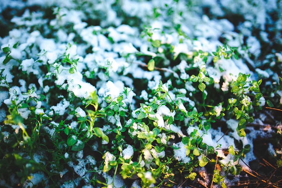 green, plants, snow, winter, fresh, white, growth, beauty in nature HD wallpaper