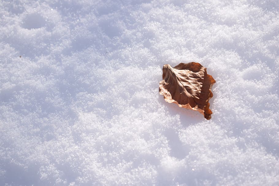 leaf, snow, winter, eiskristalle, cloud - sky, nature, day HD wallpaper