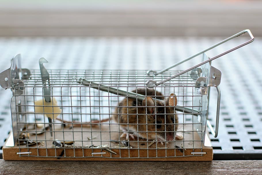 mouse, mousetrap, case, nager, animal, caught, rodent, rat HD wallpaper