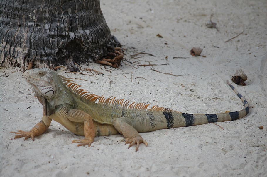 iguana, beach, summer, animal themes, reptile, animal wildlife HD wallpaper