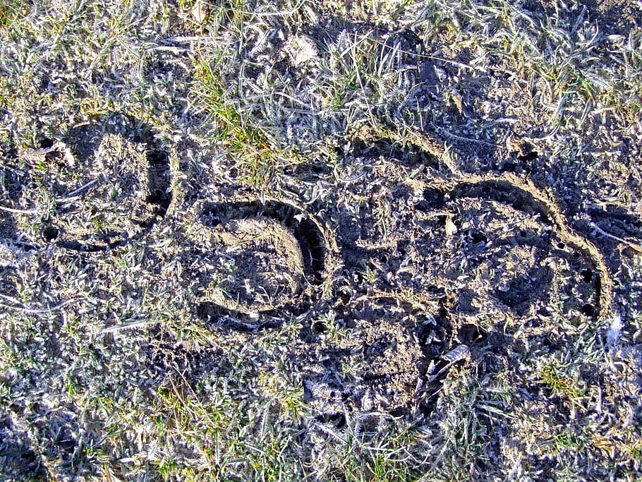 horseshoe, footprints, tracks, marks, frozen, soil, winter HD wallpaper