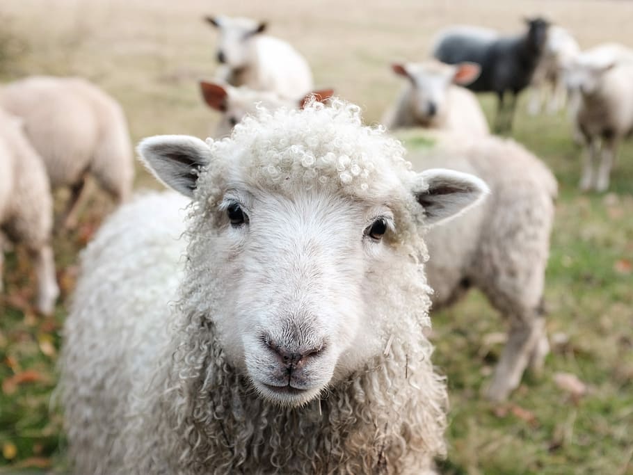 white sheep on green grass during daytime, shallow focus photography of sheep HD wallpaper