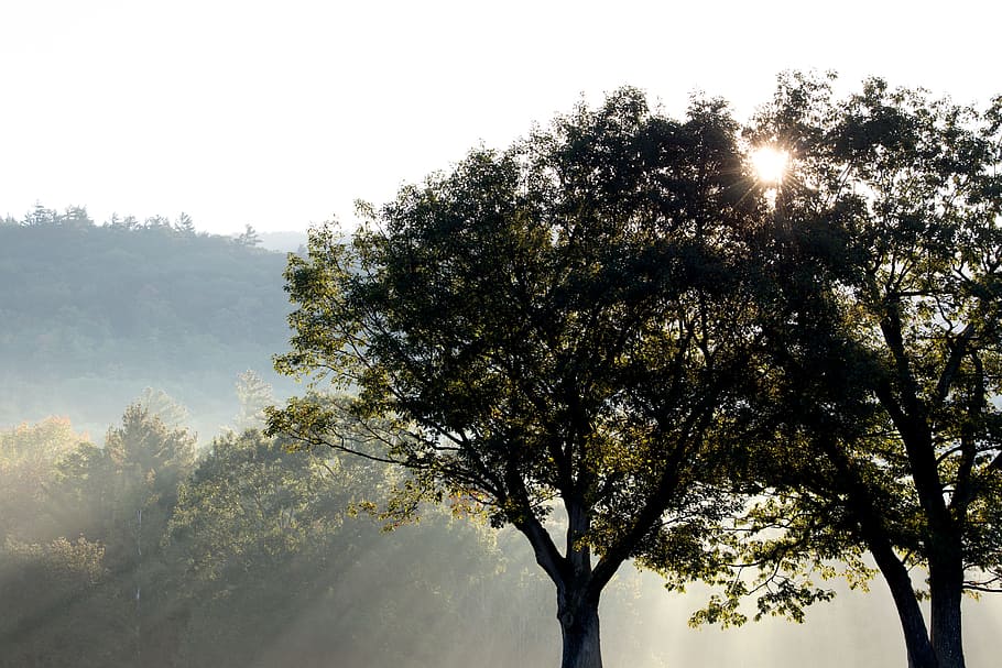 Silhouette Photo of Green Trees Under Crepuscular Rays, backlit HD wallpaper