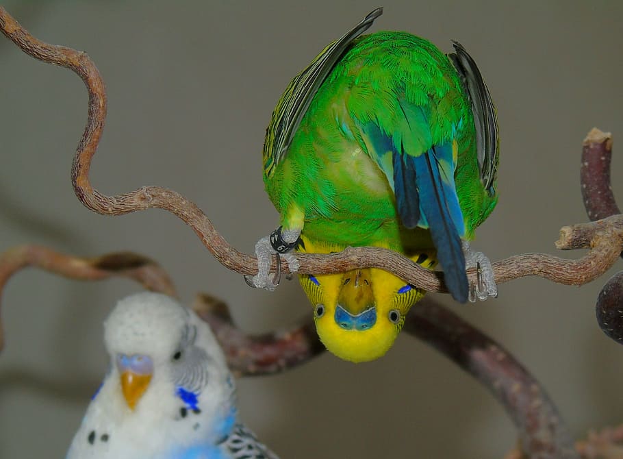 two lovebirds standing on tree branches, budgie, parrot, green