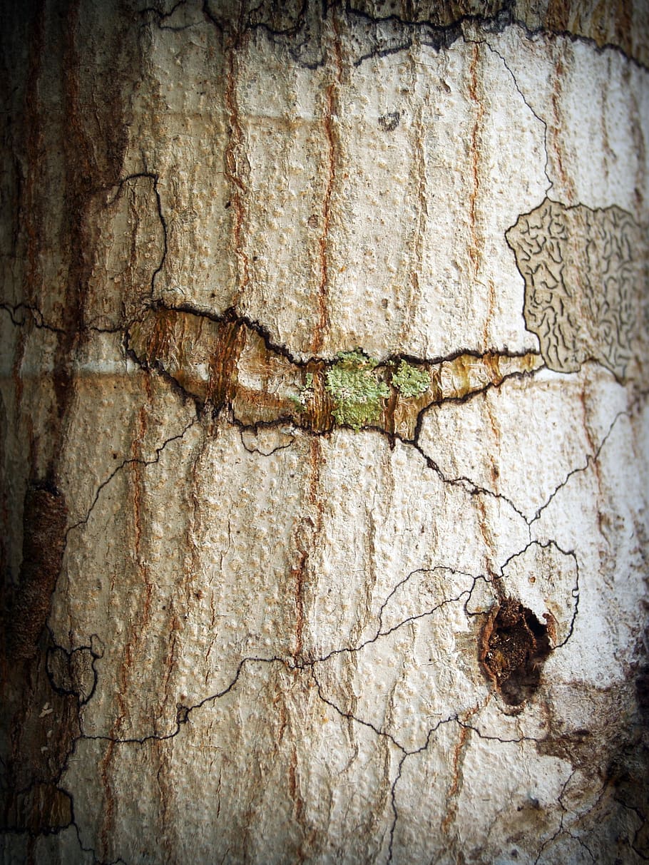 bark, tree, wood, pine, background, abstract, skin, board, surface HD wallpaper