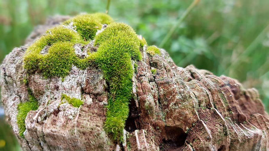 green moss on brown rock, weave, fence post, wood, weathered