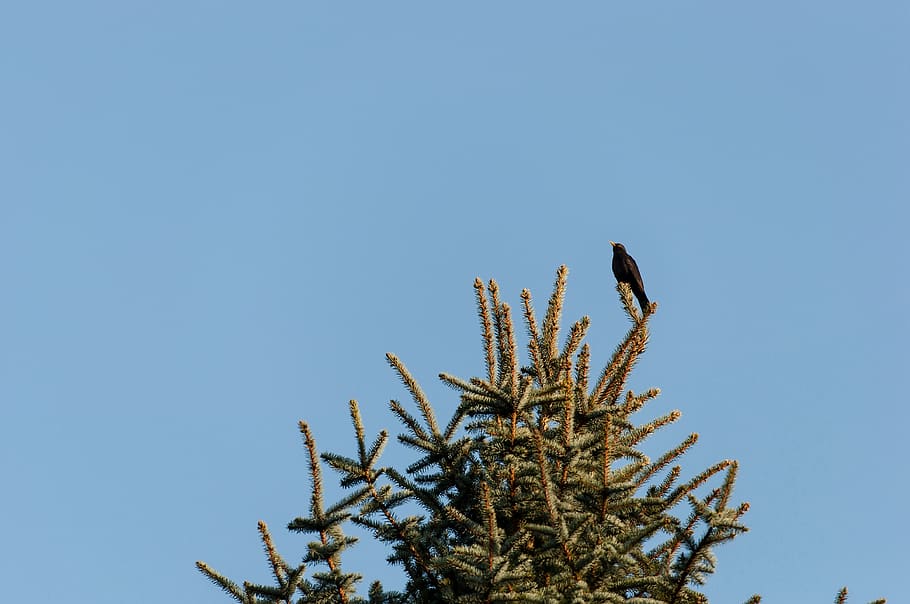 nature, sky, tree, one animal, clear sky, bird, animal themes HD wallpaper