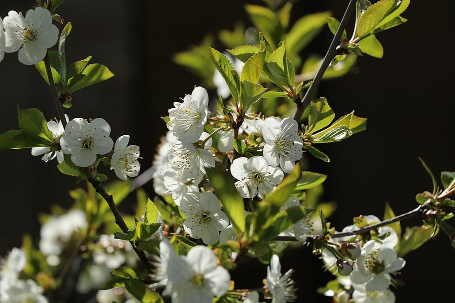 cherry blossom, nature, spring, close, white blossom, branch HD wallpaper