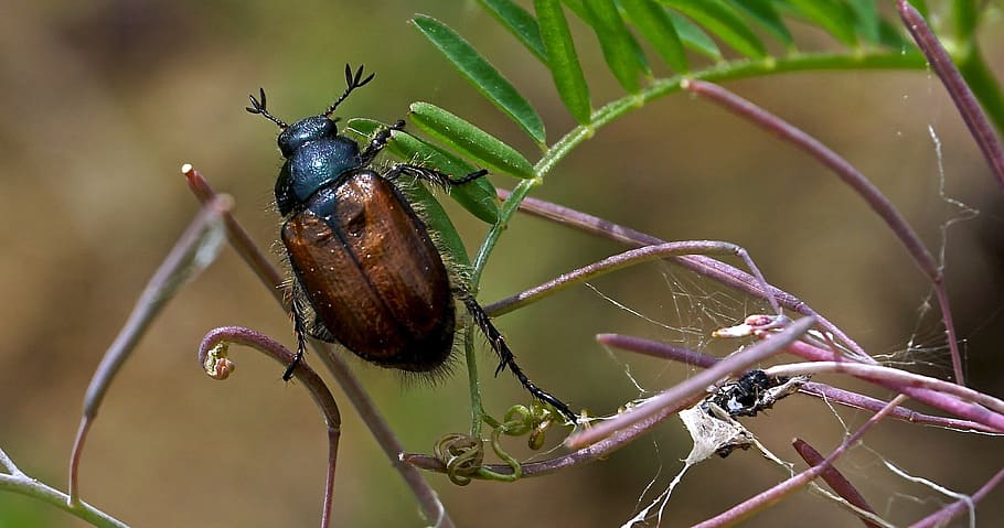 wildlife photography of black and brown beetle perching on green leaf plant
