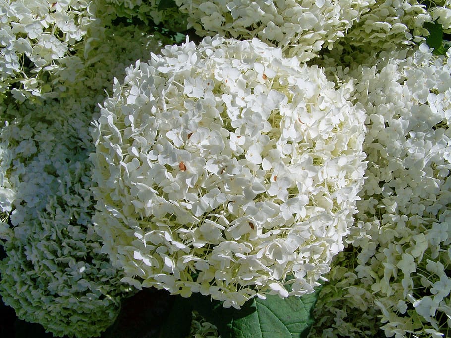 hydrangea, white flower, garden, summer, white color, beauty in nature HD wallpaper