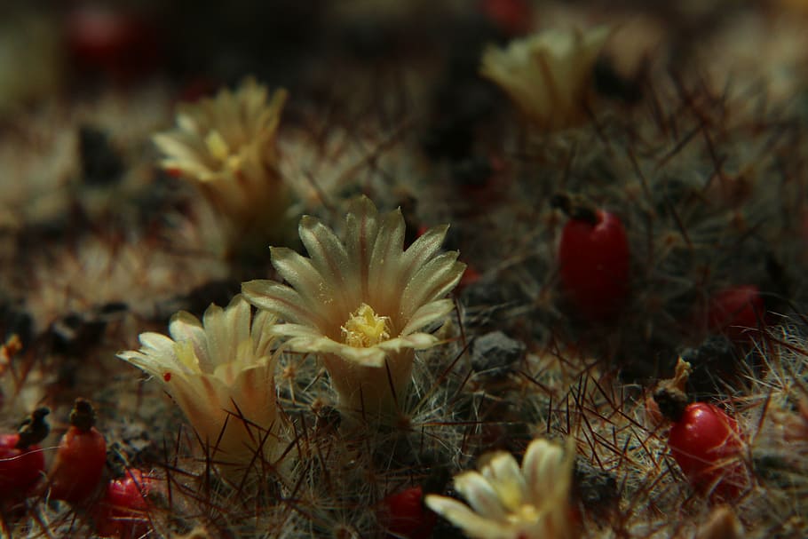 cactus, flowers, cactus flower, close, plant, no people, nature HD wallpaper