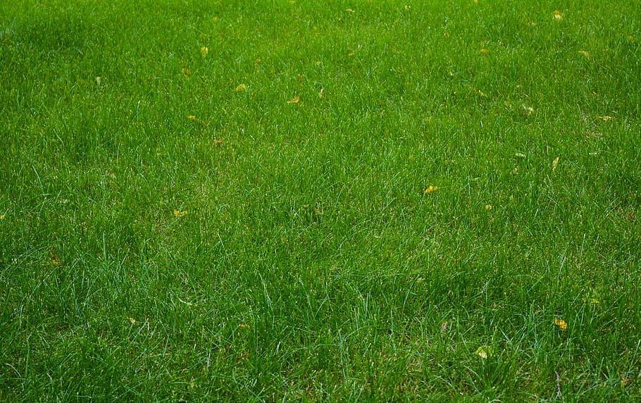 green grass lawn, field, meadow, summer, nature, greens, plant HD wallpaper