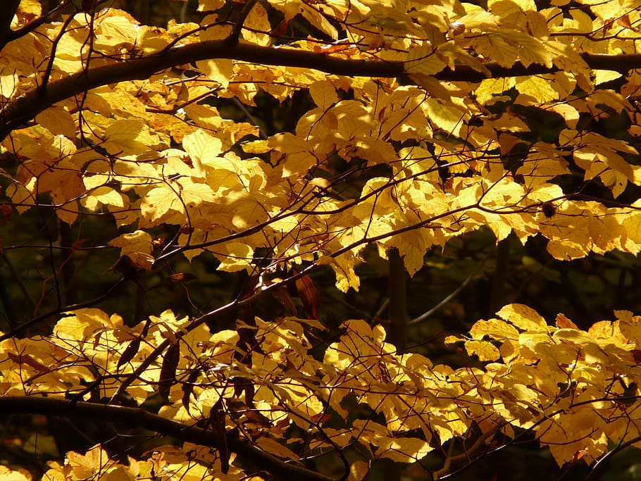 Beech, Fagus Sylvatica, Forest, golden autumn, golden october HD wallpaper