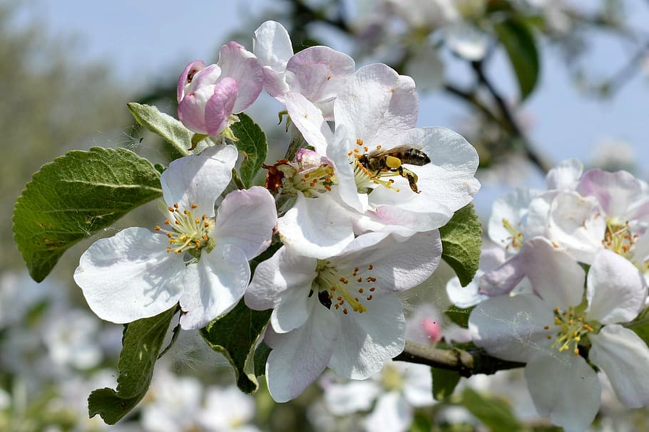 flower shrub, bee, pollination, spring, nature, apple blossom HD wallpaper