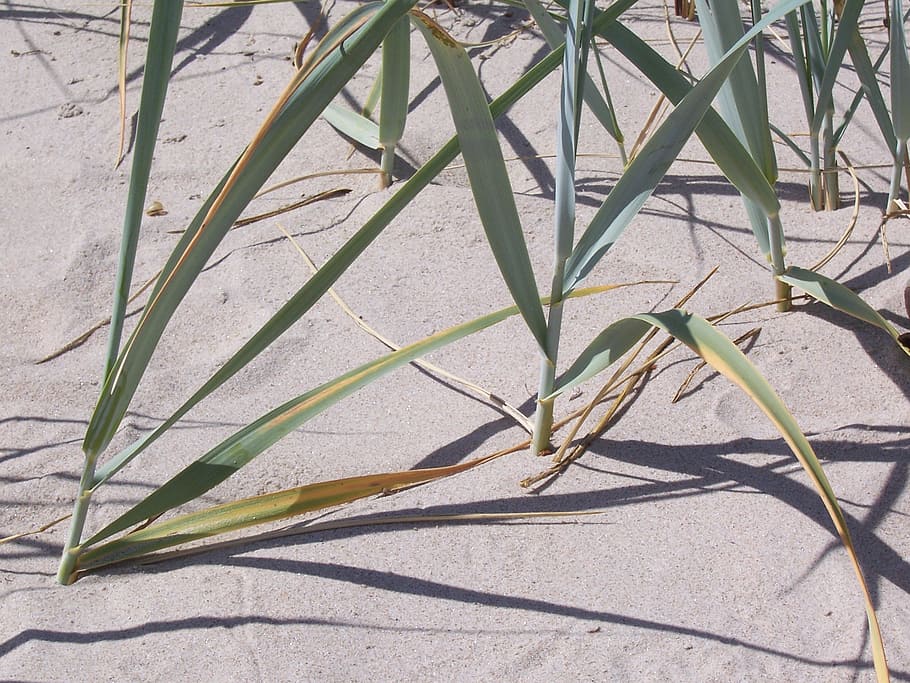 reed, sand, beach, dunes, rügen, summer, plant, sand beach HD wallpaper