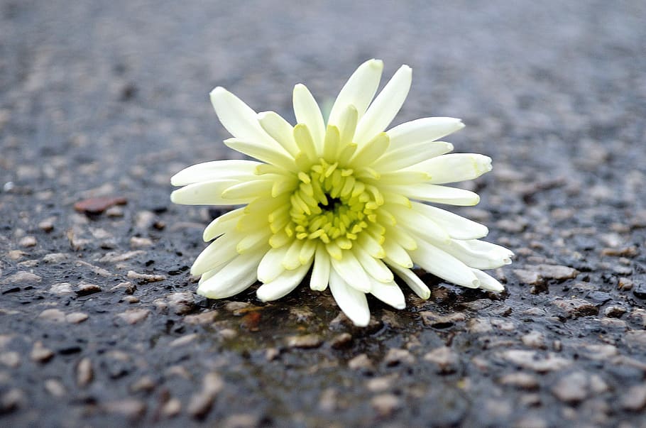 Flower, Macro, Background, Roads, decoration, decorations, fragility HD wallpaper