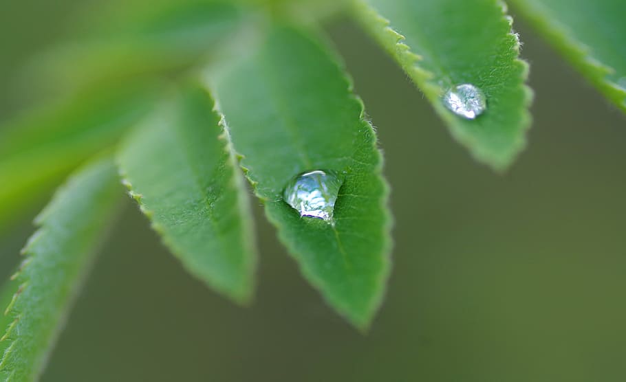ash, dew, drip, plant, rain, close, nature, wet, garden, raindrop HD wallpaper