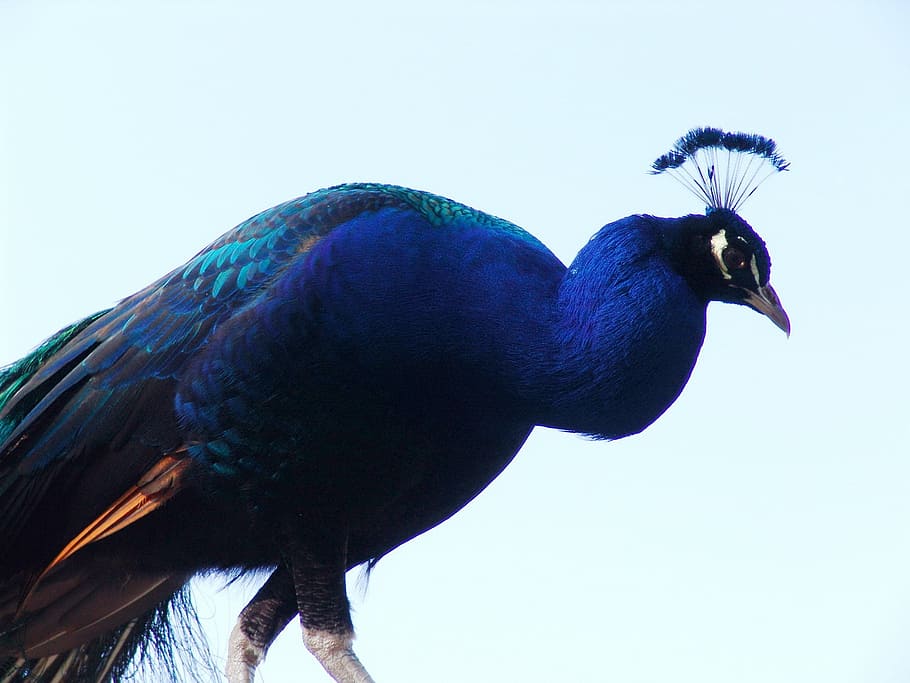 peacock, bird, close, iridescent, blue, animal themes, vertebrate HD wallpaper