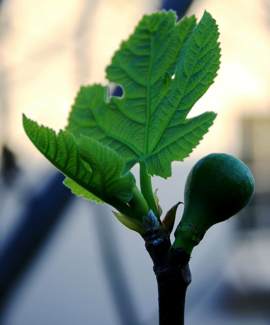 fig, fruit, young, swollen, new leaf, bright green, spring HD wallpaper
