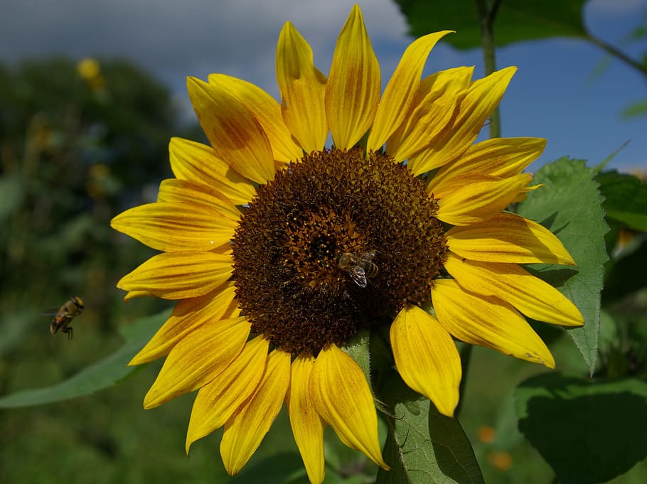 sun flower, summer, yellow, bee, blossom, bloom, flowering plant HD wallpaper
