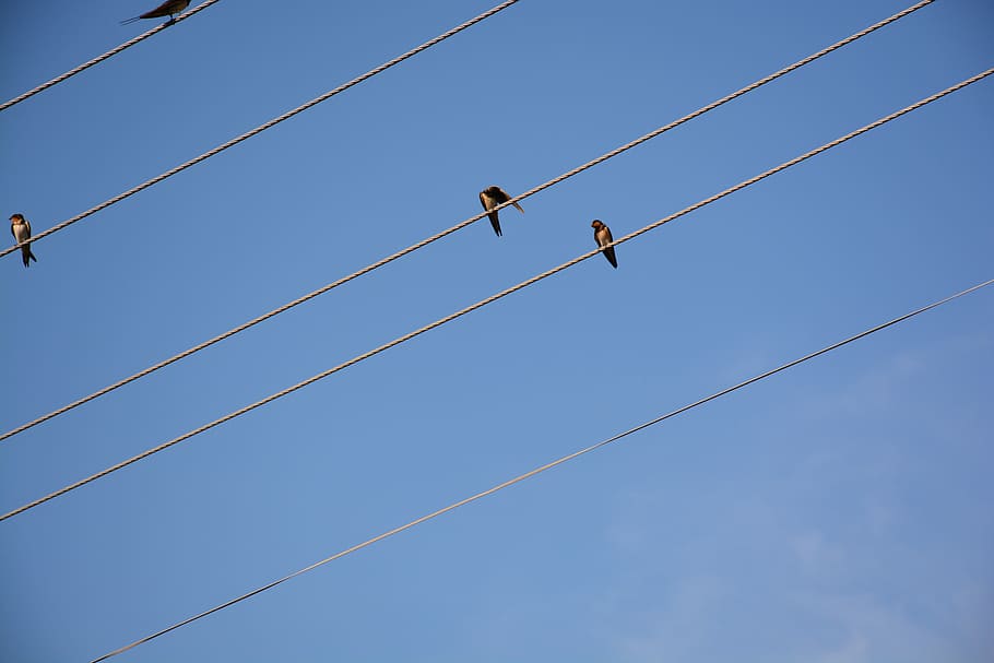 wire, bird, diagonal, blue, sky, warning sign, risk, people HD wallpaper