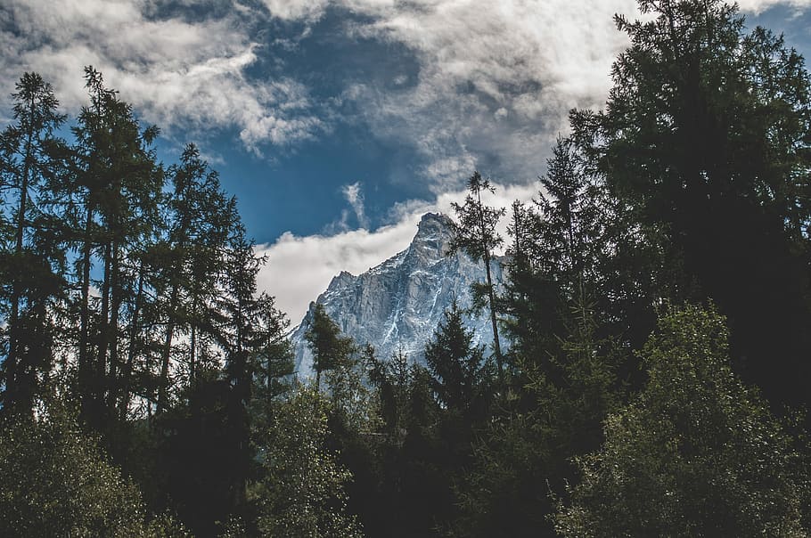 low-angle photography of green leaf trees and mountain, mountains near forest HD wallpaper