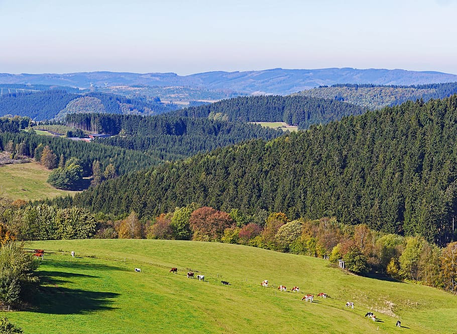 Sauerland, Homert, Highlands, Schomberg, forest, distant view, HD wallpaper