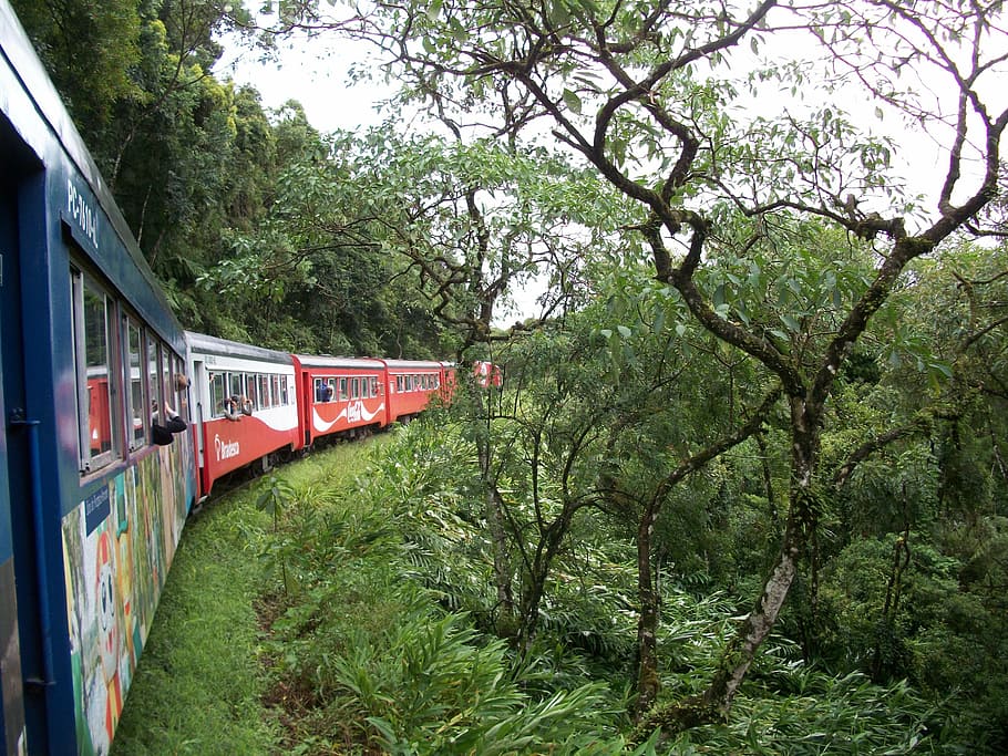 train, landscape, nature, old train, plant, tree, rail transportation HD wallpaper