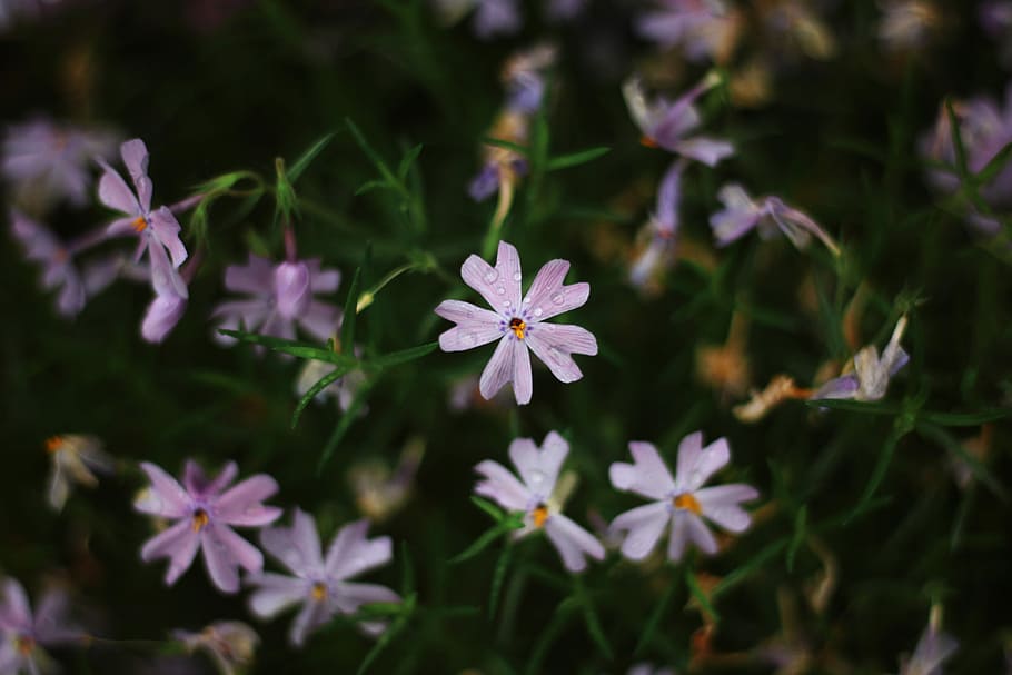 flowers, rain, spring, summer, flora, season, blooming, pink HD wallpaper