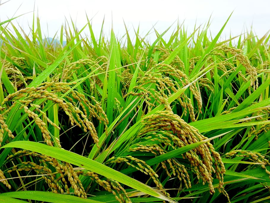 Ch, Rice, Grain, autumn, nature, green Color, plant, grass, HD wallpaper