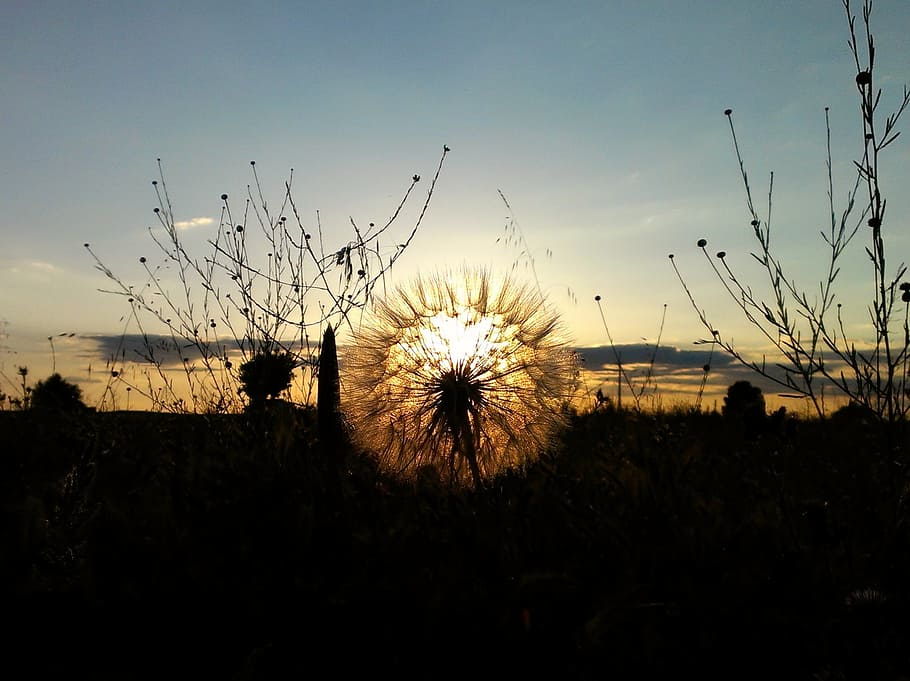 sunset, field, backlight, sky, plant, nature, beauty in nature HD wallpaper