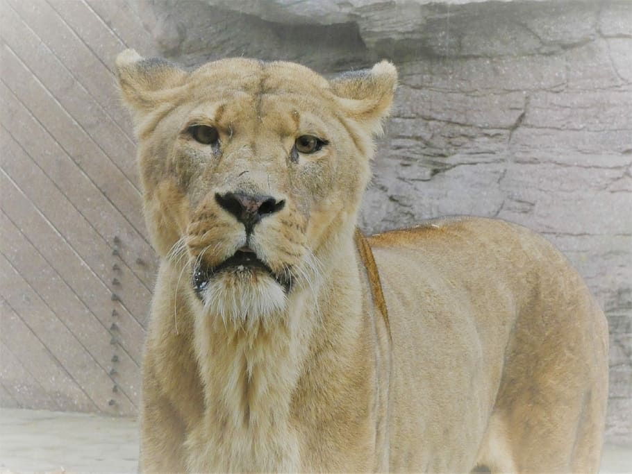 Just saying hi, adult lioness near wall at daytime, animal, wild HD wallpaper