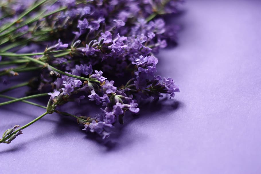 purple petaled flower on purple surface, lavender, nature, plant, HD wallpaper