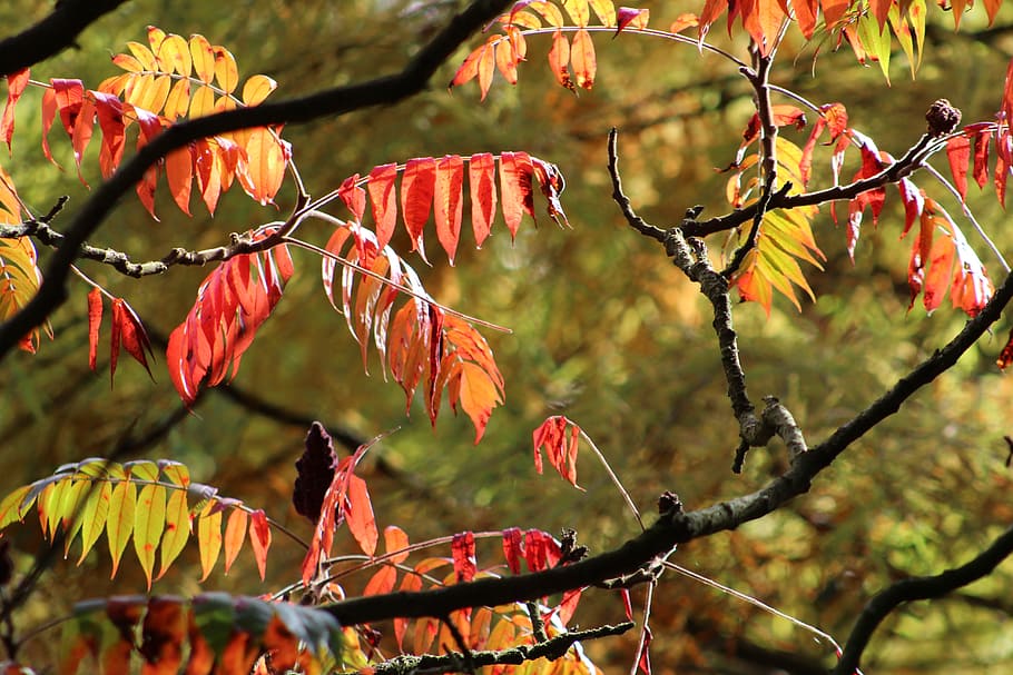 tree, leaves, autumn, plant, branch, beauty in nature, focus on foreground HD wallpaper