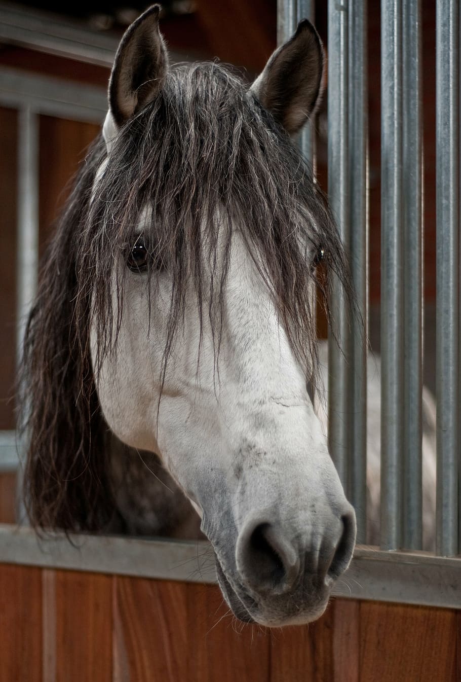 horse, head, grey, mane, animal, stallion, farm, brown, animal Head HD wallpaper