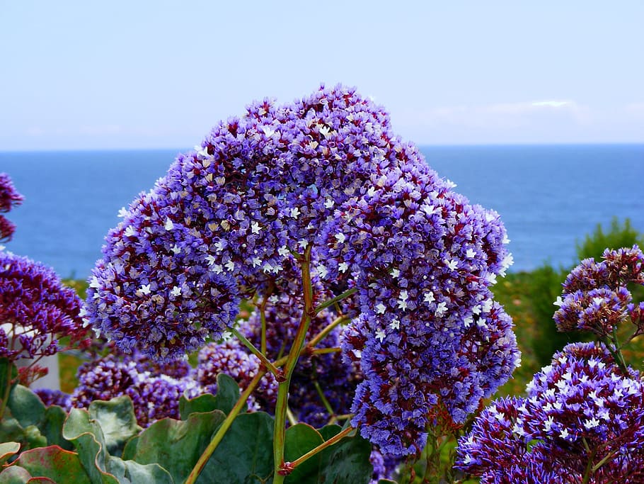 Statice, Sea Lavender, Coastal, Bluffs, coastal bluffs, california, HD wallpaper