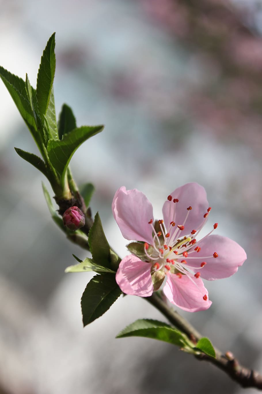 pink, flower, selective focus, photography, peach blossom, cherry blossom, HD wallpaper