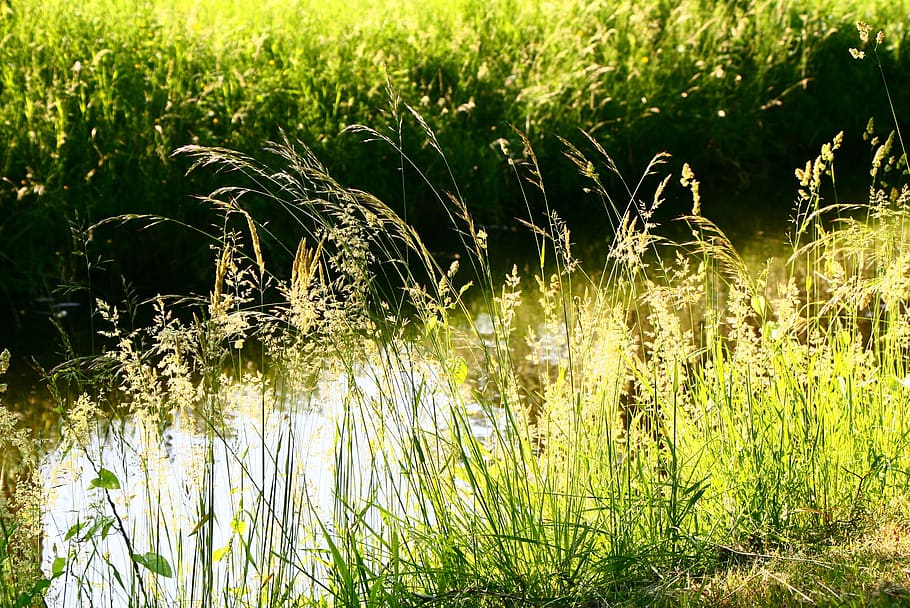 Grass, Light, Spikelets, green, nature, plant, agriculture HD wallpaper