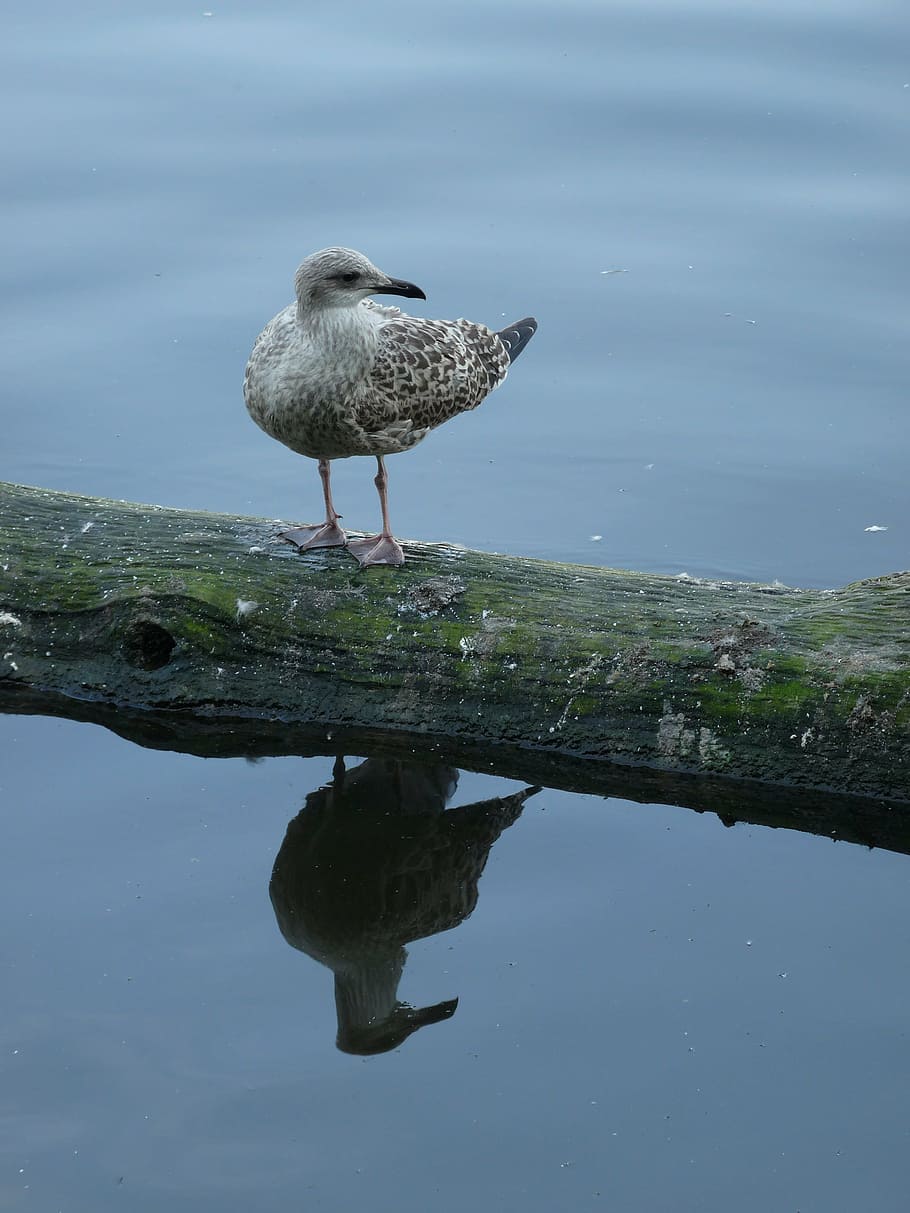 gull, water, mirroring, branch, reflection, animal, animal themes HD wallpaper