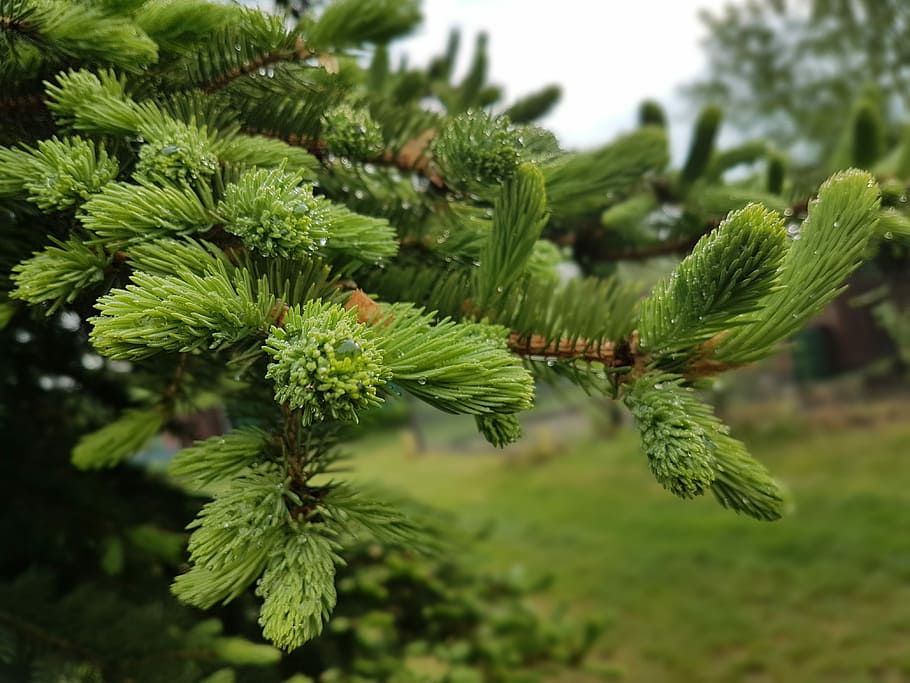 Tree, Spring, Spring, Green, Fir, green color, growth, no people HD wallpaper