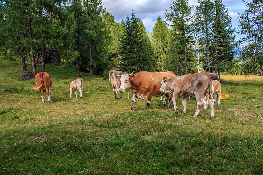 Herd, Alm, Beef, Dairy Cows, cow herd, cattle, animals, agriculture HD wallpaper
