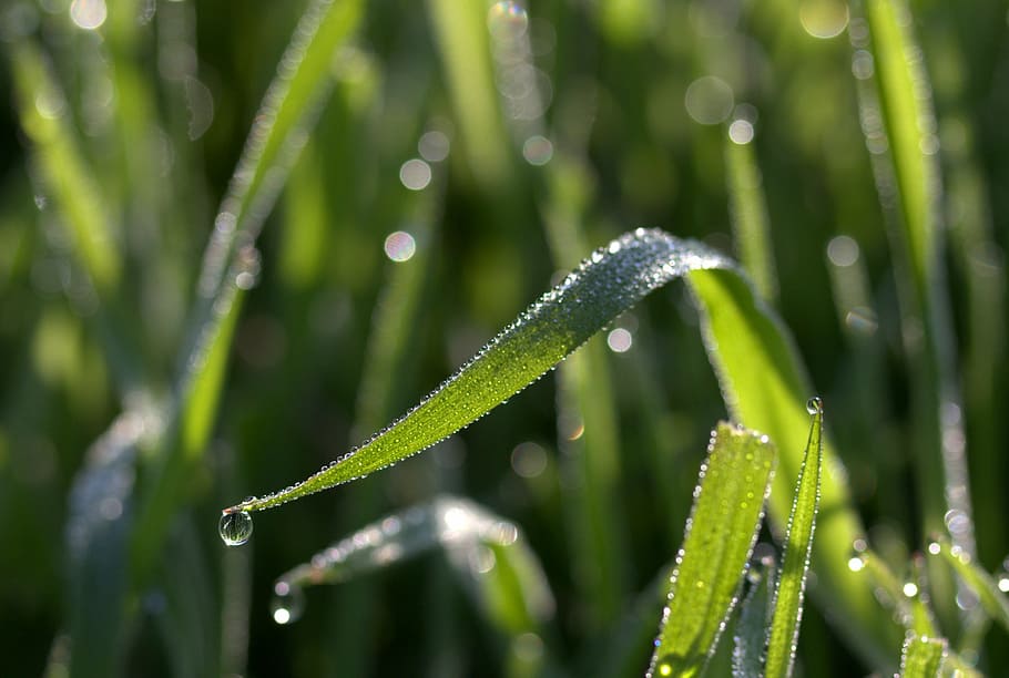 grass, dew, bokeh, green, morning, nature, drop, plant, wet HD wallpaper