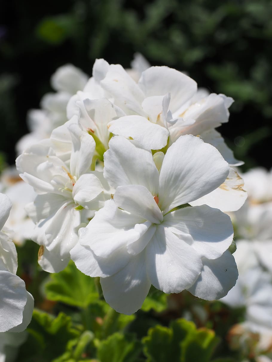 Geranium, Blossom, Bloom, White, balcony plant, ornamental plant HD wallpaper