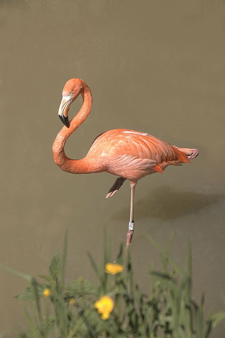 orange flamingo beside yellow petaled fower, pink, bird, animals HD wallpaper